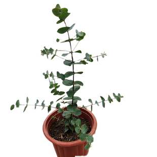 尤加利苗盆栽植物ins风t四季木本干真鲜切花水土培绿植银叶桉树