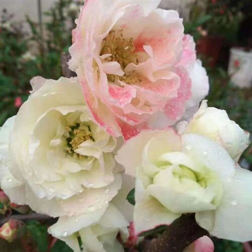 【牡丹彩玉】海棠盆栽盆景室D内阳台客厅室外耐寒新品种