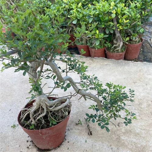 提根悬崖对节f白蜡老桩游龙造型盆景游龙小叶榆树庭院花园绿植盆