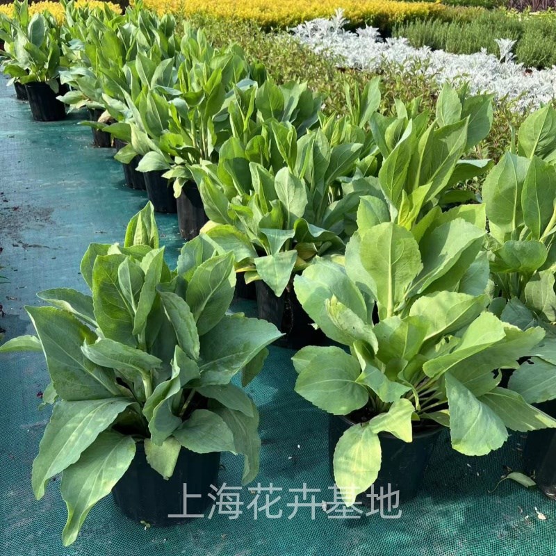 高杆蒲棒菊盆栽多年生耐寒耐热背景植物大花金光菊苗花Y镜植物地图片