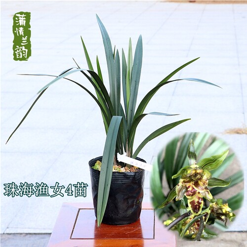 兰花苗墨兰奇花 珠海渔女 报岁兰冬春开花N绿植盆栽室内客厅植物