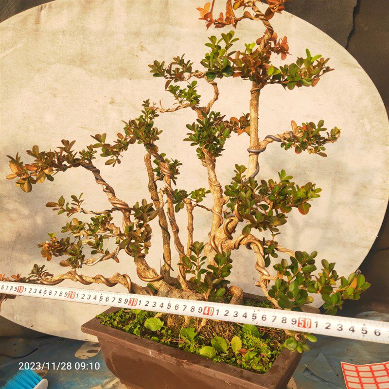 精品盆景瓜子黄杨老桩卧杆式一本丛林型江苏小叶S白皮四季常青阳