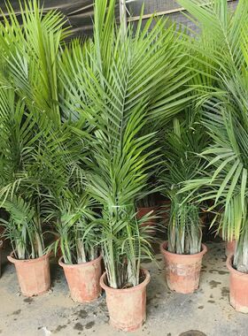 国王椰子树植物室内客厅大型落地绿F植室外阳台盆栽净化空气吸甲