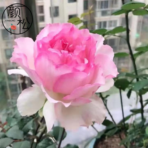 切花月季伊芙繁华都市浓香玫瑰阳台灌木I月季花苗盆栽花卉多季开