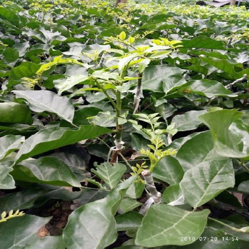 新品廉江特产贵妃黄皮苗优良嫁接金d蛋黄皮树 粤妃3号黄皮苗特大