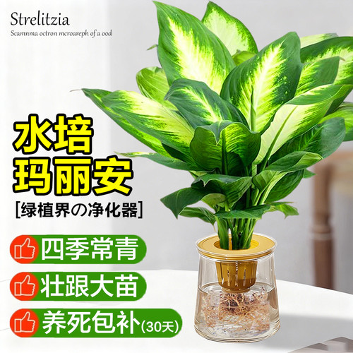 水培植物玛丽安万年青盆栽室内花卉桌面好养净化空气耐阴懒人绿植