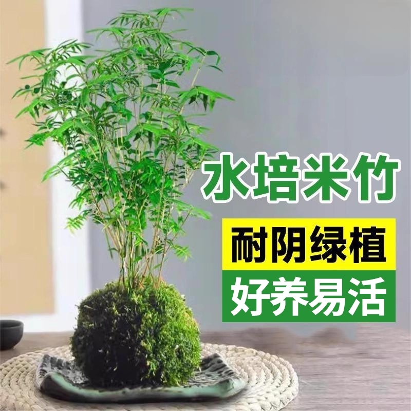 米竹水培苔藓球植物室内盆栽微观盆景凤尾竹观音竹观赏竹子小米竹