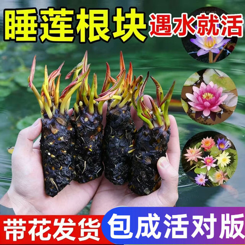 睡莲水培植物四季水培荷花水莲花盆栽花卉水池塘大睡莲根块带花苞