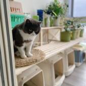 y&实爬木花架猫砂盆架置物架阶梯咪CRP阳台架多层收纳落架猫架地