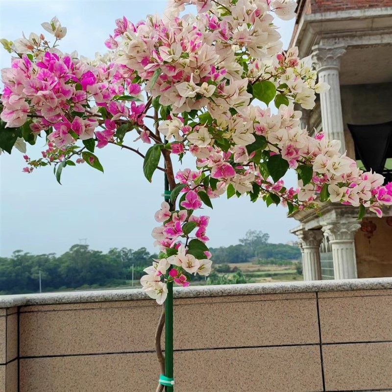 漳红樱三角梅漳州红樱高飘好养勤花四季开花阳台庭院爬藤绿植