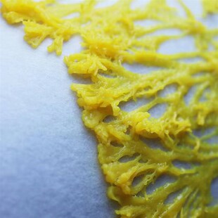 黏菌迷宫菌种史莱姆饲养套装学生小型好养小宠物曳尾菌培养粘菌