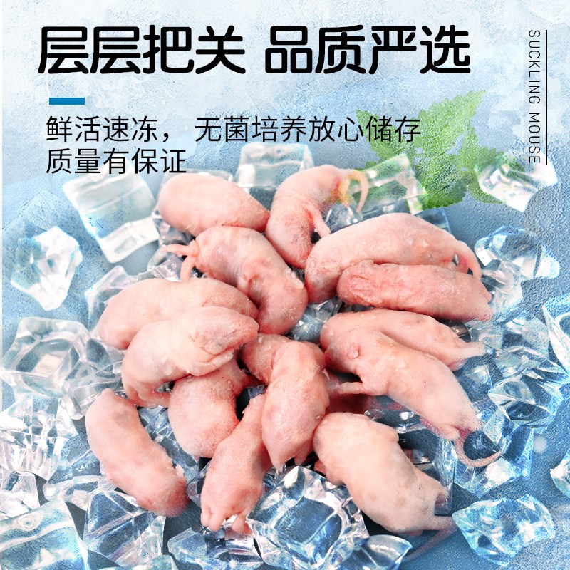 新鲜冰冻乳鼠小白鼠红皮幼鼠宠物蛇饲料蛋白爬行动物食物营养喂猫