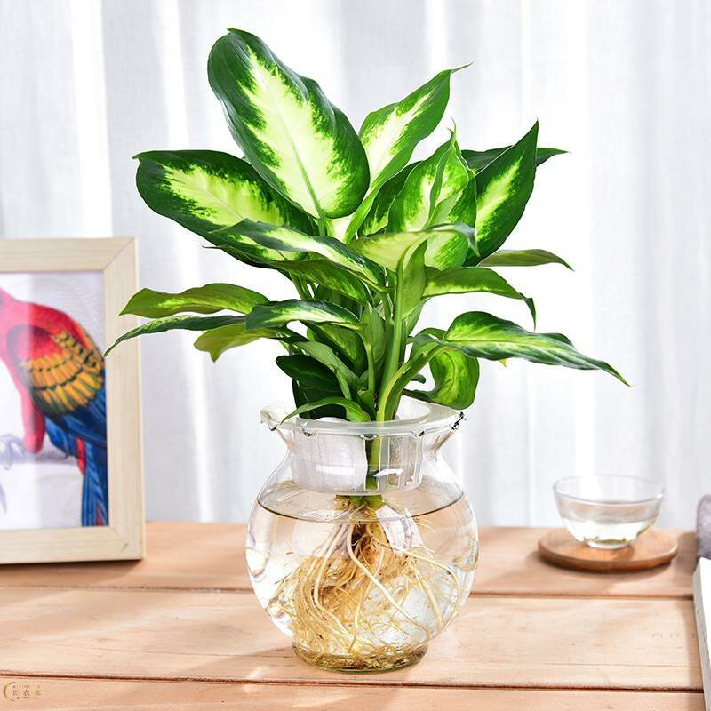 桌面无土纯水培植物发财树绿萝花吊兰栀子花文竹室内绿植花卉盆栽