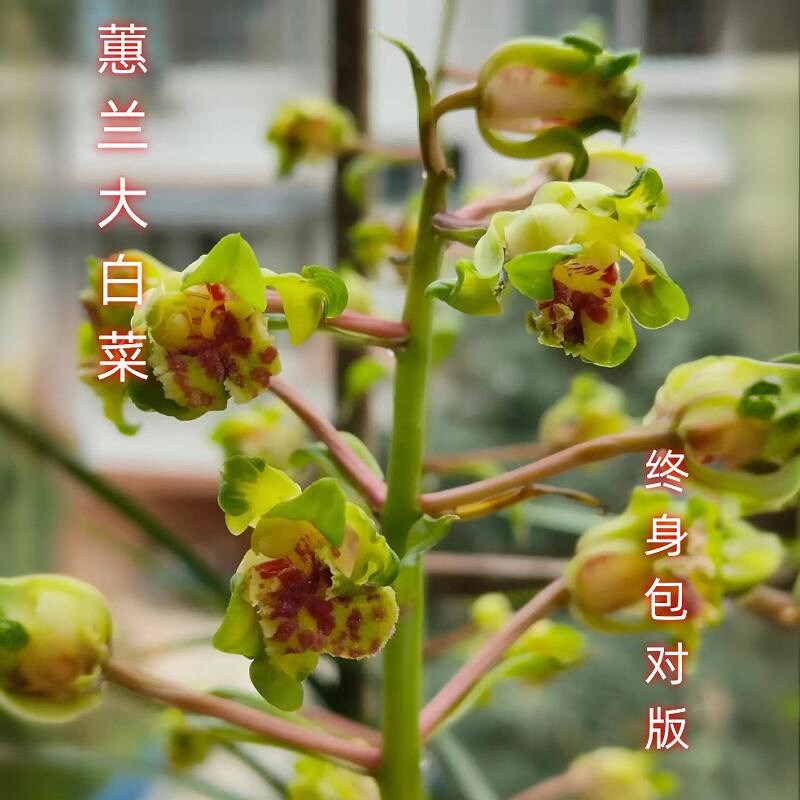 蕙兰名品严州彩云【大白菜】浓香型优质兰苗室内办公桌面花卉盆栽