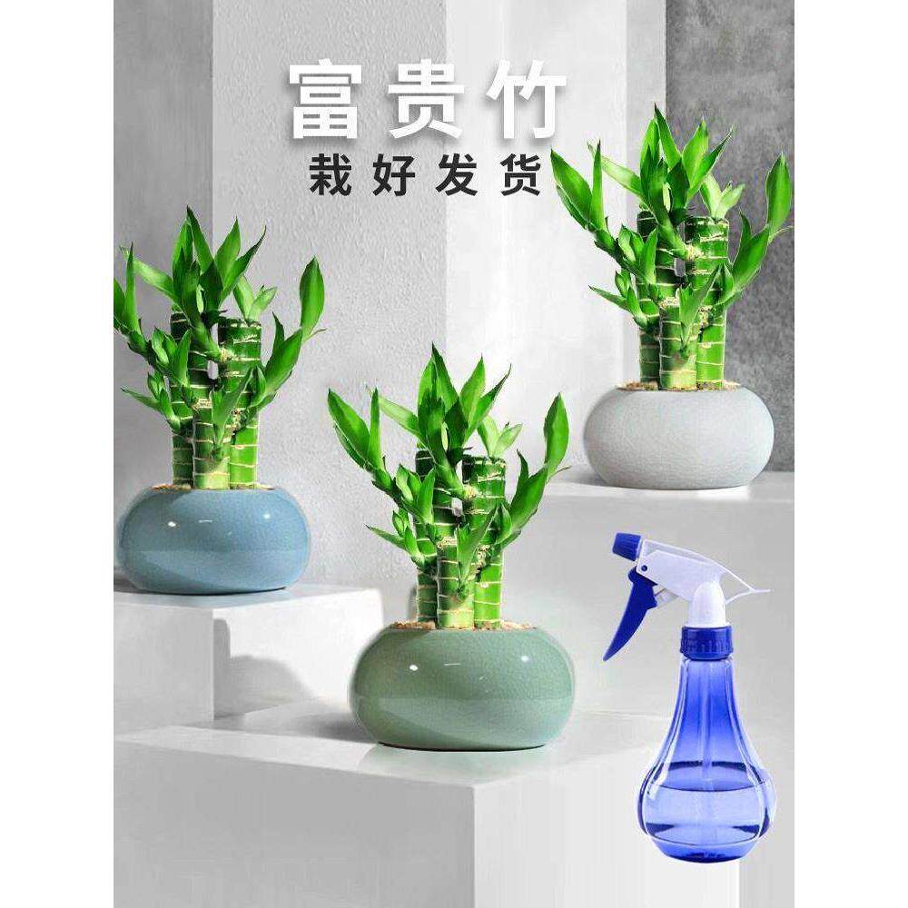 富贵竹植物迷你盆栽花托室内办公室好养文昌竹绿植四季节节高花卉