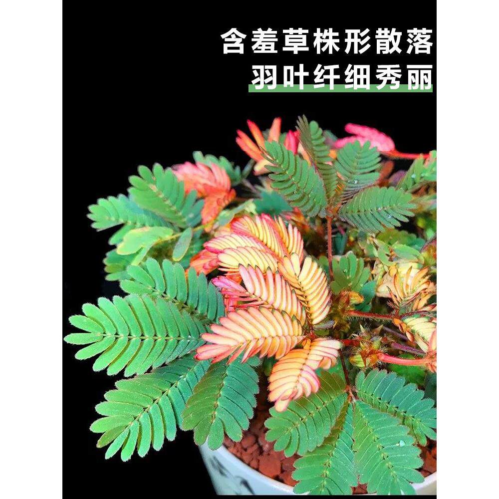 彩虹含羞草小盆栽幼儿园学校室内趣味花卉四季常青害羞草阳台植物