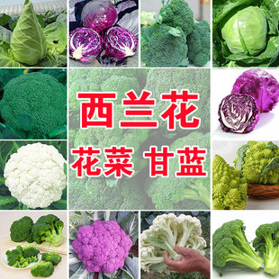 播蔬菜種子綠霸王西蘭花家庭花青花椰菜種子甘藍包菜花菜籽 四季