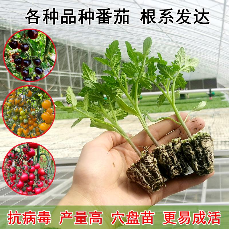 菜苗番茄西红柿辣椒秧子圣