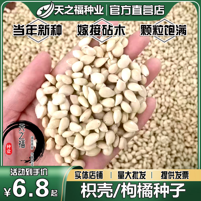 枳壳种子篱笆实臭橘红桔酸