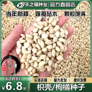 枳壳种子篱笆枳实臭橘红桔酸桔红桔柚子柠檬嫁接砧木积壳枸橘种籽