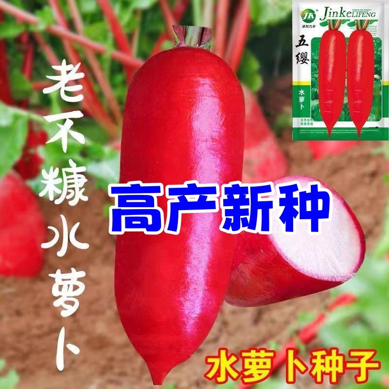 501水萝卜种子高产抗病早