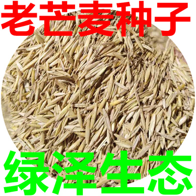 老芒麦无雀种子沙打旺碱茅