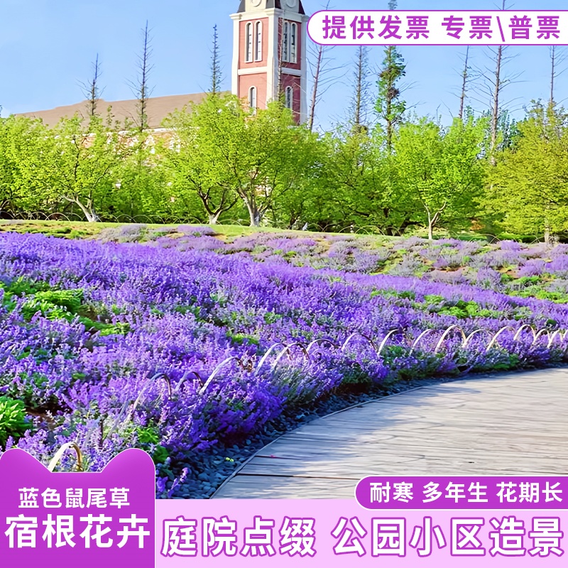 蓝色鼠尾草种籽庭院耐寒太阳花种籽子四季播种开花一串蓝花卉花籽