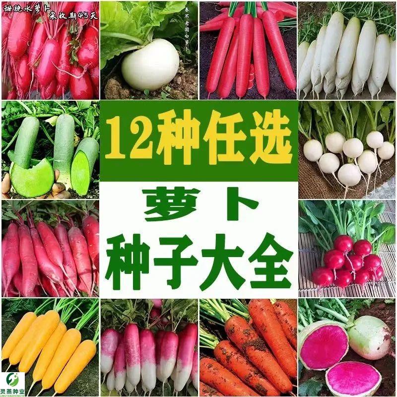 萝卜种子大全冰糖水果红心