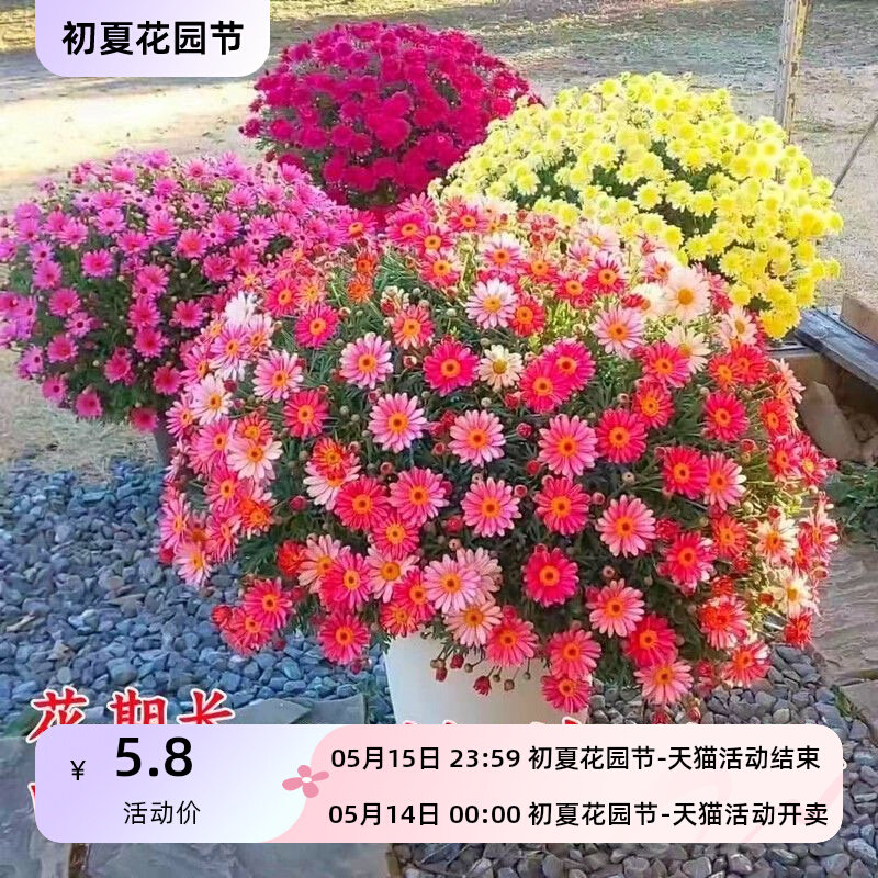 小雏菊花种子玛格丽特花种子千头菊种子盆栽庭院耐寒耐热花卉种子