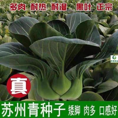 黑大头苏州青种子上海耐寒
