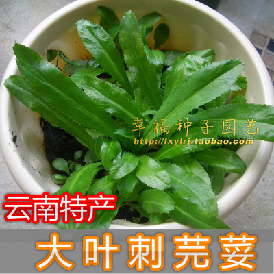 【云南刺芫荽种子】越野香