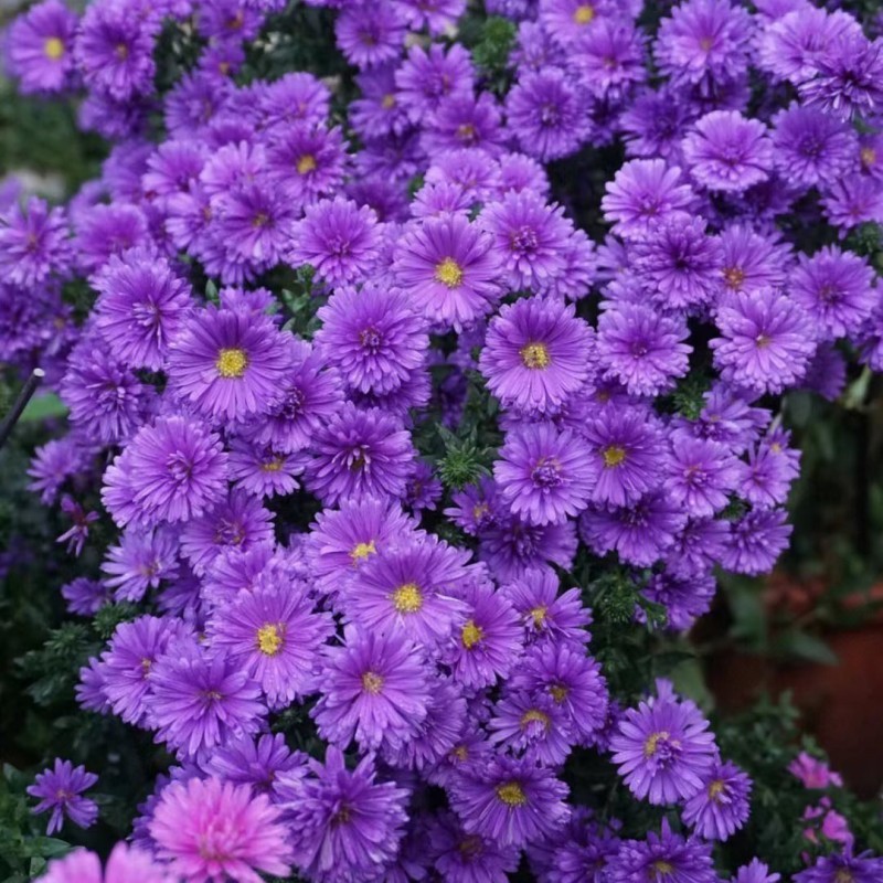 矮翠菊花种籽子庭院好养易