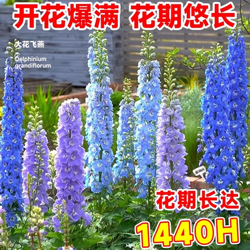 大花飞燕草花种子四季多年生鸽子花翠雀种籽庭院室内外盆栽花种籽