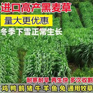 黑麦草种籽高产四季多年生牧草种子耐寒畜牧养殖草籽喂猪牛羊鱼草