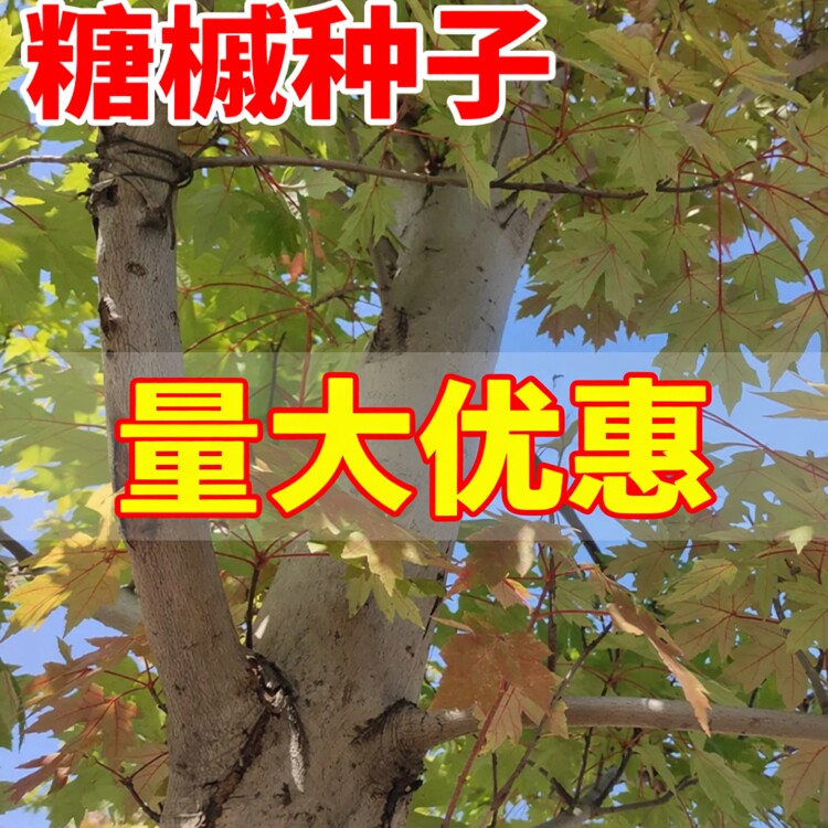 当季新籽糖槭种子林木种子复叶槭北方树种绿化种籽青榨槭糖枫树