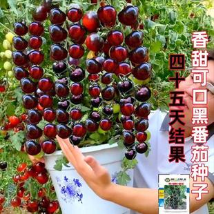 糖水黑番茄种子黑西红柿种苗圣女果小番茄耐热耐寒阳台盆栽蔬菜籽