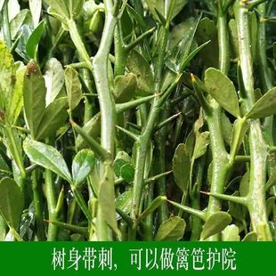 铁篱笆种子围墙刺树种子 枸橘种子 枳壳种子 带刺树种子 鸟不站