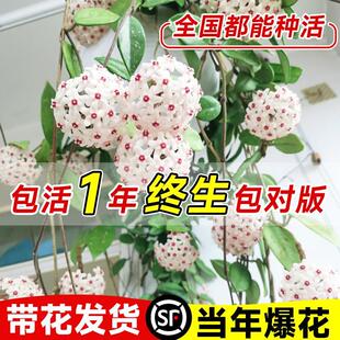 球兰带花大苗羊脂玉球兰花盆栽贝拉卷心叶攀援爬藤植物四季开花卉