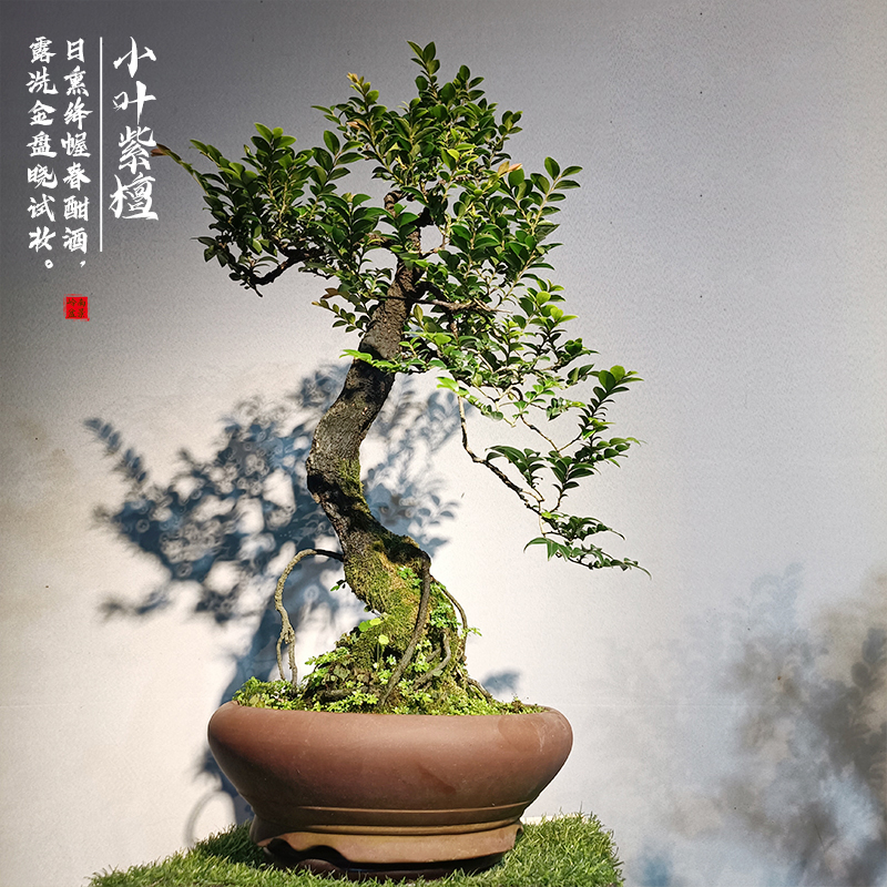 盆栽植物室内好养小叶紫檀盆景树桩桌面I绿植稀有迷你四季常青耐