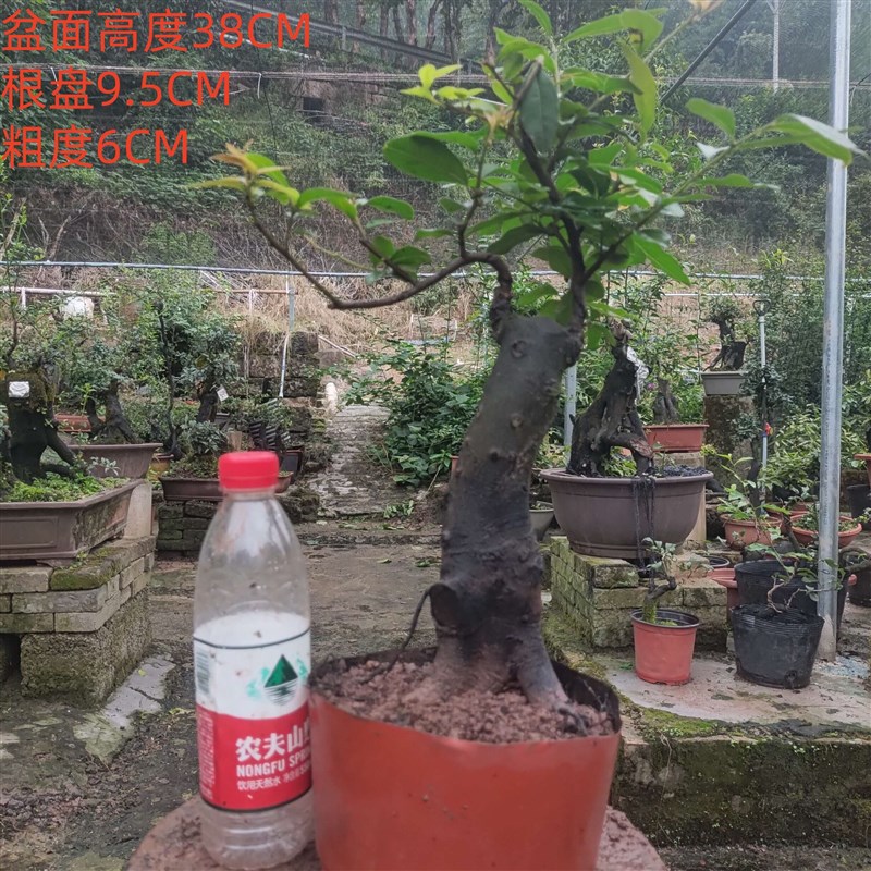 金弹子盆景嫁接血钻血红u葫芦果原生母树小山灌木金弹子母桩
