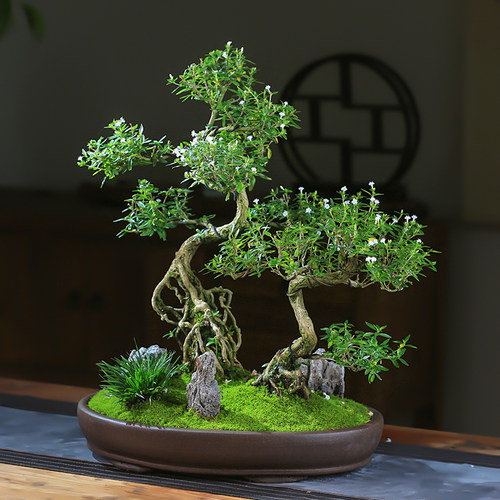 六月雪盆栽丛林造型盆景室内办公C室植物摆件中式茶室阳台绿植花