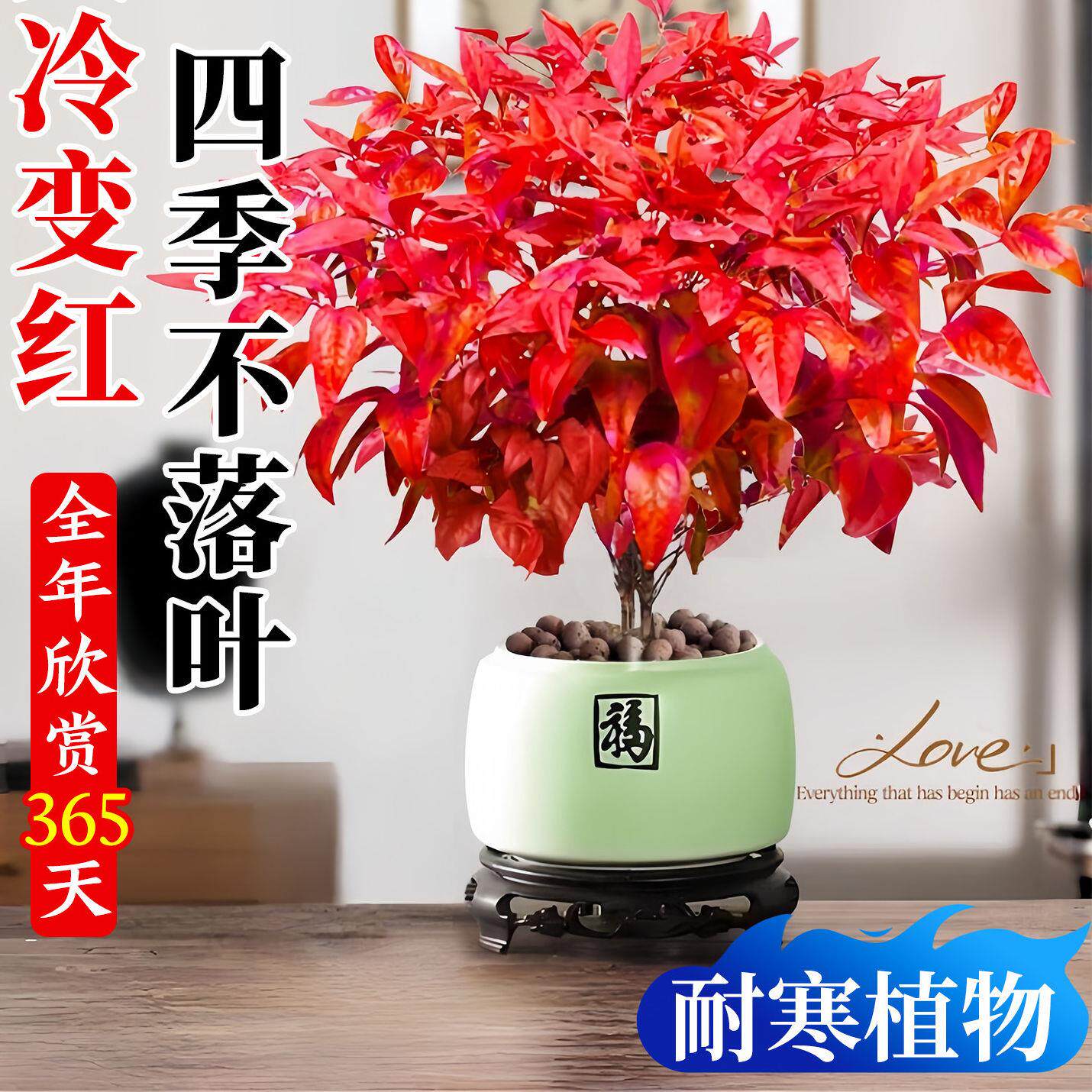 火焰南天竹盆栽客厅室内绿植红叶桌面盆景小矮桩特级树苗四季好养