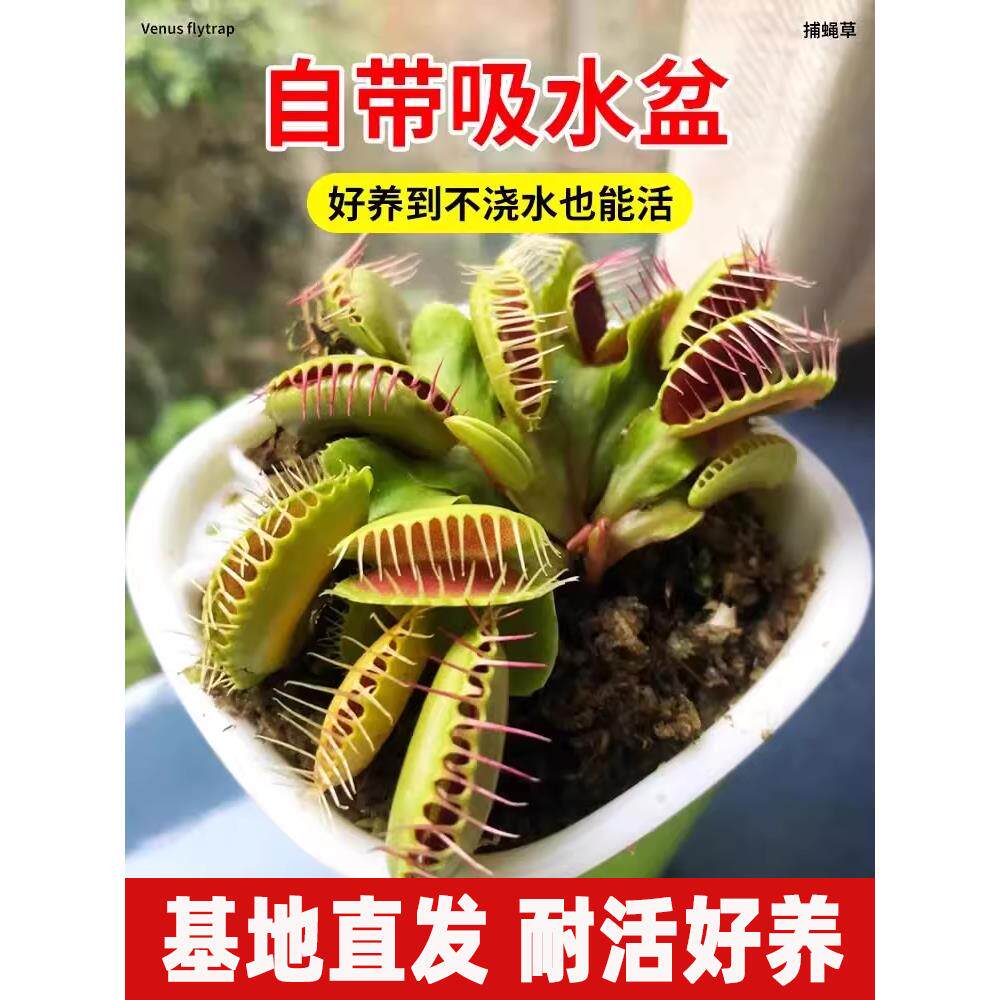 捕蝇草盆栽苗猪笼草植物食人花扑蝇捕虫草驱蚊花卉基孔肯雅热客厅