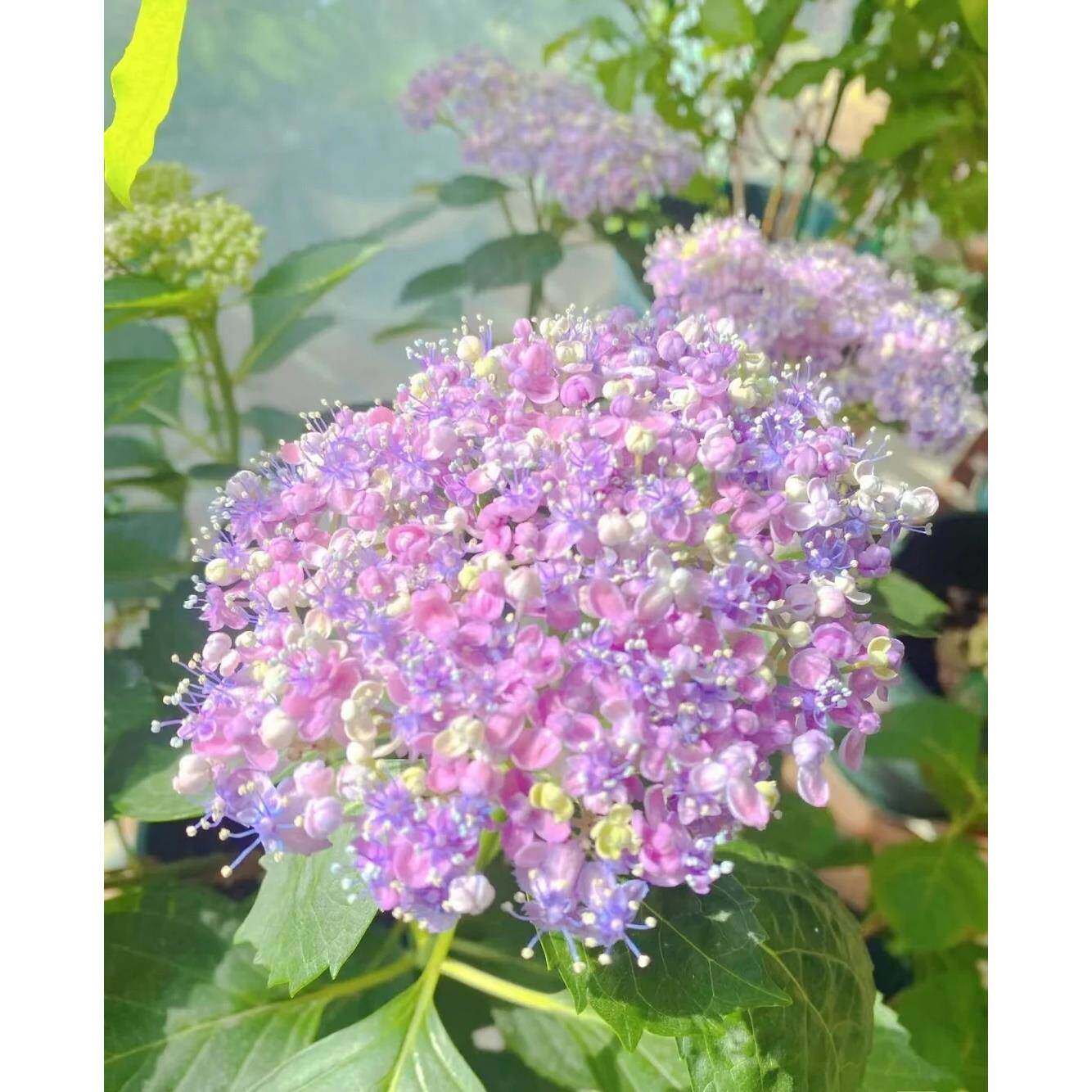 三河千鸟绣球花苗阳台盆栽室外庭院地栽观花灌木花卉易养易活新品