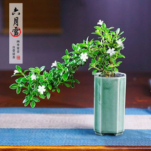 六月雪金边盆景悬崖造型禅意好养室内植物绿植办公室客厅桌面盆栽