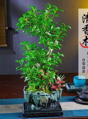 大s型老桩清香木花卉绿植盆栽好养四季常青客厅书房办公室