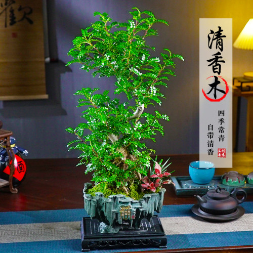 大s型老桩清香木花卉绿植盆栽好养四季常青客厅书房办公室