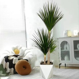 黑珍珠龙血树f盆栽细叶双层多头龙须树老桩大型室内客厅绿植苗好