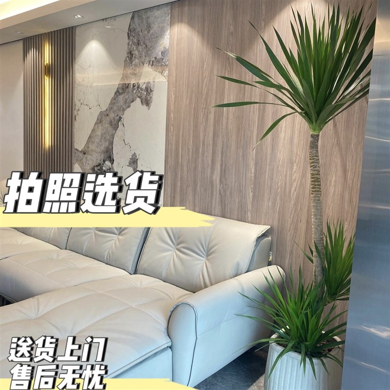 造型龙血树客厅绿植办公室内大型绿植盆栽龙须P树好养植物真龙铁