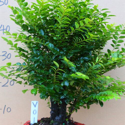 小叶紫檀盆景树桩盆栽花卉植物室内桌面客厅绿植R老桩吸甲醛防辐